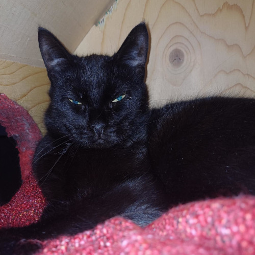 Musta Tinttariina-kissa siristää silmiään.