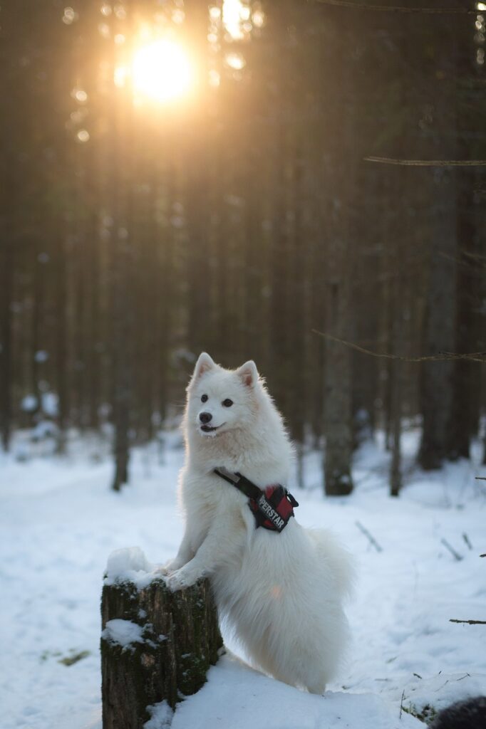 Valkoinen koira talvimaisemassa