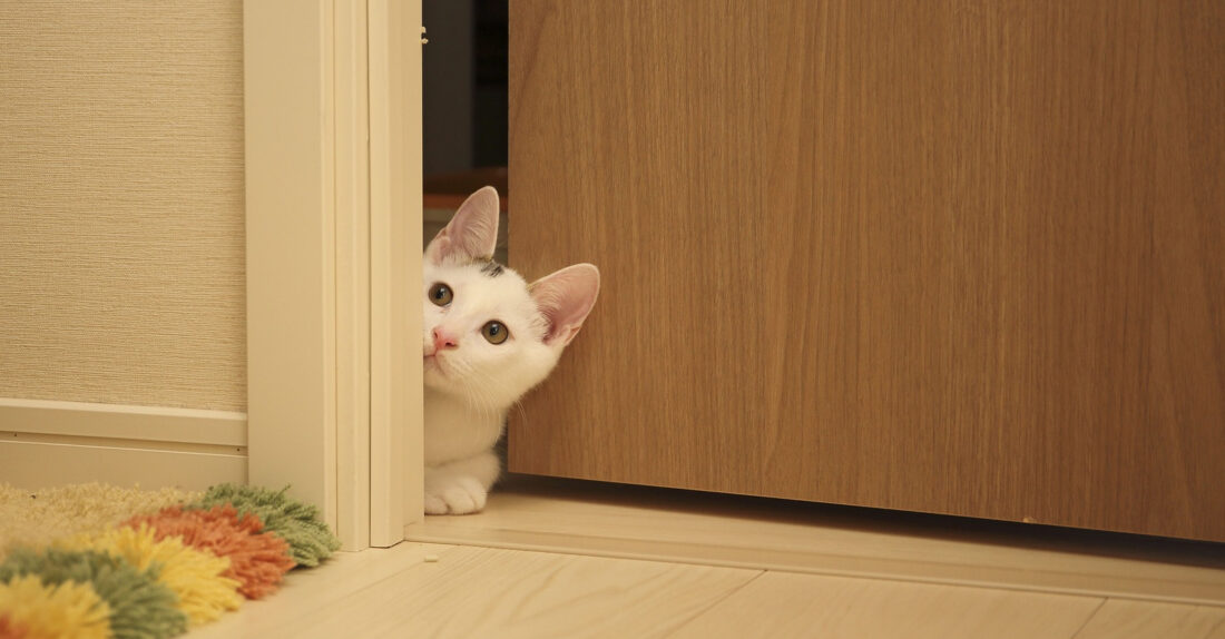 Valkoharmaa kissa kurkkaa oven raosta.